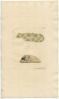 1810年 Sowerby English Botany 初版 No.2155 カラタチゴケ科 レカニア属 LICHEN cyrtellus 地衣類