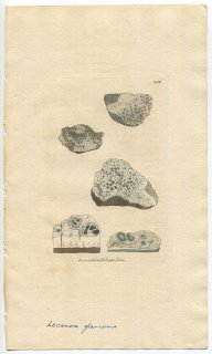 1810年 Sowerby English Botany 初版 No.2156 チャシブゴケ科 チャシブゴケ属 LICHEN glaucoma 地衣類