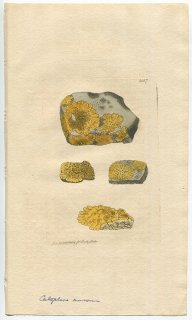 1810年 Sowerby English Botany 初版 No.2157 ダイダイキノリ科 カロガヤ属 LICHEN murorum 地衣類