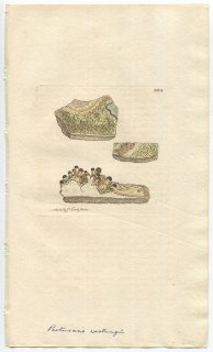 1810年 Sowerby English Botany 初版 No.2204 トリハダゴケ科 トリハダゴケ属 LICHEN westringii 地衣類