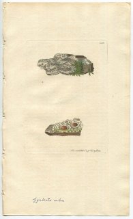 1810年 Sowerby English Botany 初版 No.2218 サラゴケ科 サラゴケ属 LICHEN ulmi 地衣類