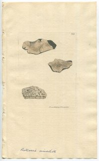 1811年 Sowerby English Botany 初版 No.2243 トリハダゴケ科 トリハダゴケ属 LICHEN microsticticus 地衣類