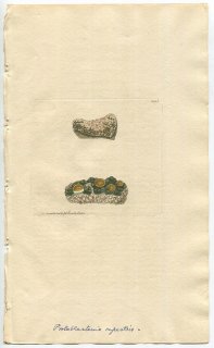 1811年 Sowerby English Botany 初版 No.2245 カイガラゴケ科 プロトブラステニア属 LICHEN rupestris 地衣類