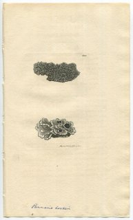 1811年 Sowerby English Botany 初版 No.2283 ハナビラゴケ科 ハナビラゴケ属 LICHEN hookeri 地衣類