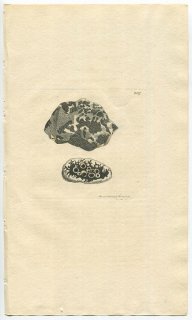 1811年 Sowerby English Botany 初版 No.2317 ピンゴケ科 スミイボゴケ属 LICHEN verruculosus 地衣類