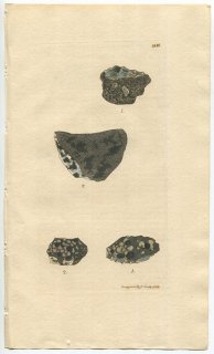 1811年 Sowerby English Botany 初版 No.2336 ウメノキゴケ科 LICHEN atro-albus 地衣類