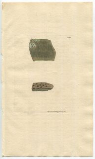 1812年 Sowerby English Botany 初版 No.2412 ネトロキンベ科 ネトロキンベ属 LICHEN punctiformis 地衣類