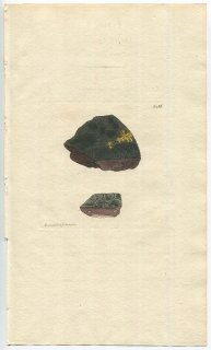 1812年 Sowerby English Botany 初版 No.2456 アナイボゴケ科 ゴマダラゴケ属 キッコウゴマダラゴケ LICHEN maurus 地衣類
