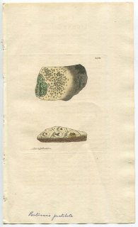 1812年 Sowerby English Botany 初版 No.2461 トリハダゴケ科 トリハダゴケ属 オリーブトリハダゴケ LICHEN melaleucus 地衣類