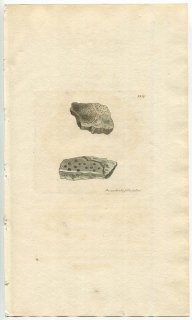 1813年 Sowerby English Botany 初版 No.2539 アナイボゴケ科 アナイボゴケ属 LICHEN harrimanni 地衣類