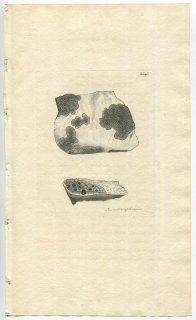 1813年 Sowerby English Botany 初版 No.2540 アナイボゴケ科 アナイボゴケ属 LICHEN plumbosus 地衣類