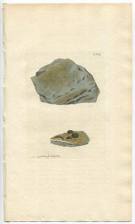 1814年 Sowerby English Botany 初版 No.2581 ウメノキゴケ科 LICHEN dolosus 地衣類