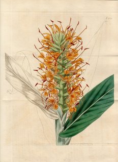 1819年 Curtis Botanical Magazine No.2078 ショウガ科 ヘディキウム属 ハナシュクシャ HEDYCHIUM ANGUSTIFOLIUM