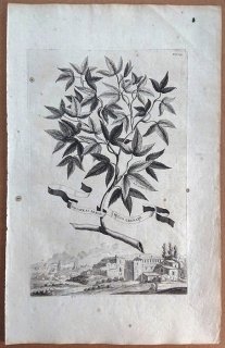 1696年 Munting 植物の詳説 Pl.109 クスノキ科 サッサフラス属 サッサフラス Sassafras arbor