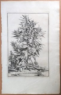 1696年 Munting 植物の詳説 Pl.139 フトモモ科 ギンバイカ属 ギンバイカ Myrtus boetica