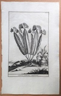 1696年 Munting 植物の詳説 Pl.286 チャセンシダ科 チャセンシダ属 コタニワタリ Lingua cervina