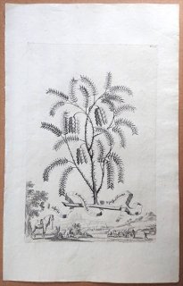 1696ǯ Munting ʪξ Pl.53 ޥ ° Acasia rotundifolia
