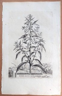 1696年 Munting 植物の詳説 Pl.409 ヒユ科 アリタソウ属 Botrys mexiocana odorata