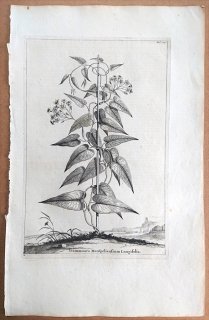 1696ǯ Munting ʪξ Pl.507 ҥ륬 襦ҥ륬° Scammonea monspeliensium longifolia