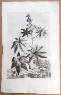 1696年 Munting 植物の詳説 Pl.851 トウダイグサ科 トウゴマ属 トウゴマ Ricinus americanus major rubicundus