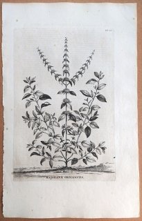 1696年 Munting 植物の詳説 Pl.736 シソ科 ハナハッカ属 マジョラム Majorana origanitis