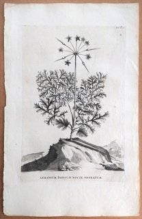 1696年 Munting 植物の詳説 Pl.603 フウロソウ科 テンジクアオイ属 Geranium indicum nocte odoratum