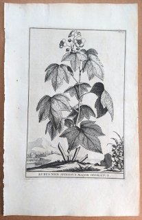 1696ǯ Munting ʪξ Pl.247 Х ° ϥʥ Rubus non spinosus major odoratus