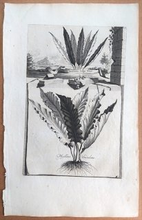 1696年 Munting 植物の詳説 Pl.286 イノモトソウ科 ヘミオニティス属 Hemionitis チャセンシダ科 コタニワタリ Phyllitis