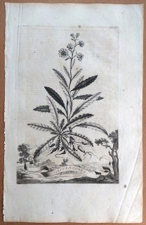 1696年 Munting 植物の詳説 Pl.416 キク科 シオン属 Asteroides