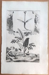 1696年 Munting 植物の詳説 Pl.726 Pl.728 アブラナ科 ゴウダソウ属 Lunaria chymistarum ハナヤスリ科 ヒメハナワラビ Lunaria botrytis