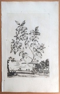 1696年 Munting 植物の詳説 Pl.213 モチノキ科 モチノキ属 ウィンターベリー Alcanna major latifolia dentata