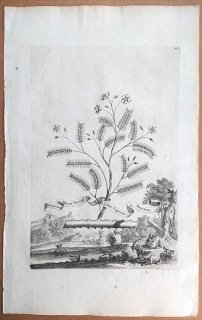 1696年 Munting 植物の詳説 Pl.97 ハマビシ科 ユソウボク属 Guajacum minus verum