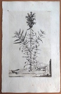 1696年 Munting 植物の詳説 Pl.475 シソ科 ムシャリンドウ属 Chamaepitys major coerulea
