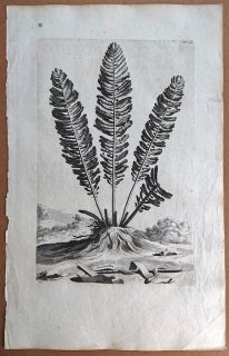 1696年 Munting 植物の詳説 Pl.292 コウヤワラビ科 クサソテツ属 クサソテツ Struthiofera