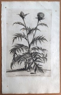 1696ǯ Munting ʪξ Pl.465  ݥƥ° Centaurium majus folio cinarae