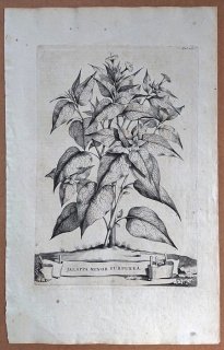 1696年 Munting 植物の詳説 Pl.268 オシロイバナ科 オシロイバナ属 オシロイバナ Jalappa minor purpurea