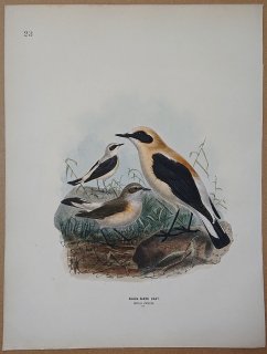 1871ǯ Dresser 衼åĻ Pl.23 ҥ Хҥ° Хҥ Black-Eared Chat