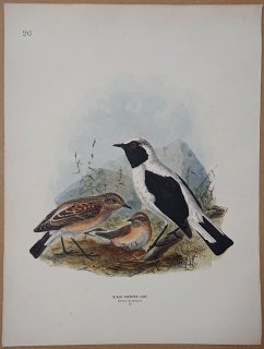 1871ǯ Dresser 衼åĻ Pl.26 ҥ Хҥ° Хҥ Black-Throated Chat