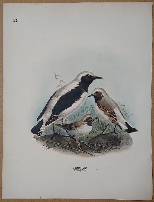 1871年 Dresser ヨーロッパ鳥類史 Pl.28 ヒタキ科 サバクヒタキ属 コシジロサバクヒタキ Arabian Chat -  アンティークプリント ボタニカルアート 博物画の通販サイト Spirito di Artigiano