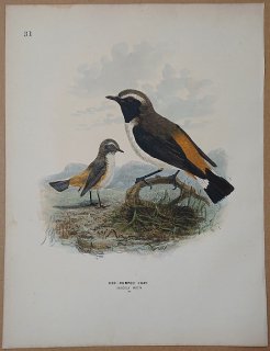 1871ǯ Dresser 衼åĻ Pl.31 ҥ Хҥ° 㥴Хҥ Red-Rumped Chat