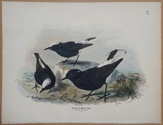 1871ǯ Dresser 衼åĻ Pl.35 ҥ Хҥ° 饯Хҥ White Rumped Chat