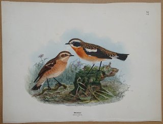 1871ǯ Dresser 衼åĻ Pl.37 ҥ Υӥ° ޥߥΥӥ Whinchat