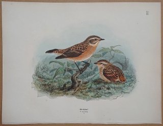 1871ǯ Dresser 衼åĻ Pl.38 ҥ Υӥ° ޥߥΥӥ Whinchat  Ļ