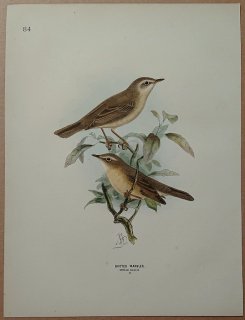 1871ǯ Dresser 衼åĻ Pl.84 襷 ॷ° ҥᥦॷ Booted Warbler