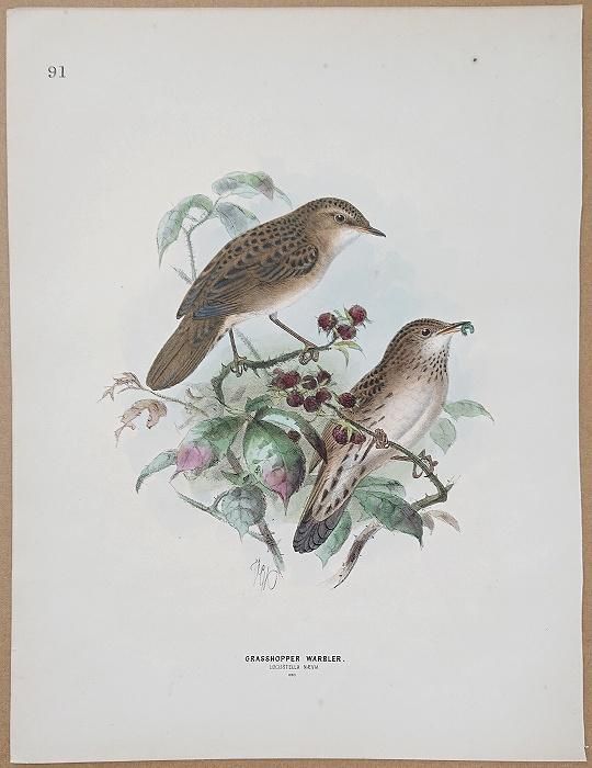 1871年 Dresser ヨーロッパ鳥類史 Pl.91 センニュウ科