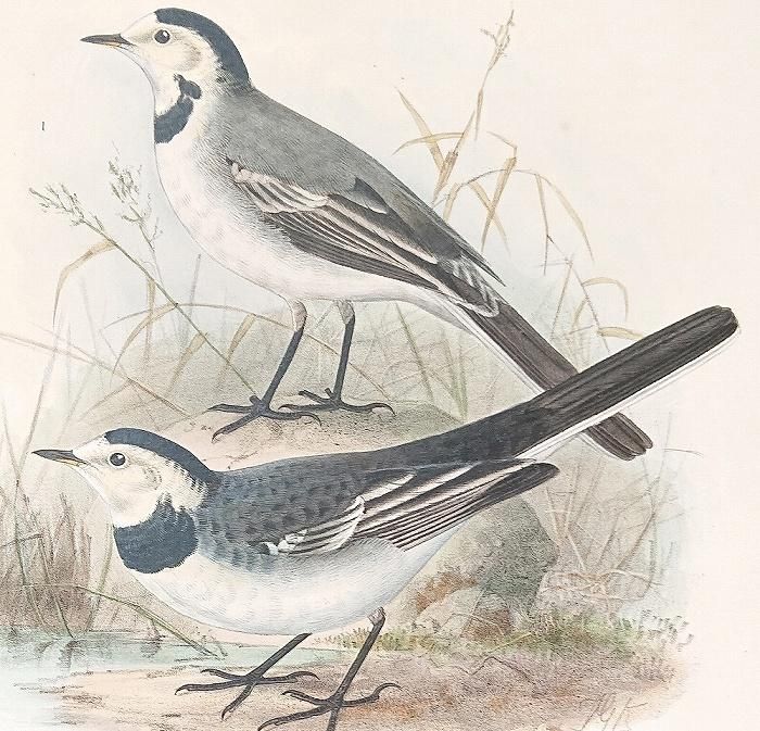 定価3.8万◆1871年ロンドン Henry Eeles Dresser「鳥類譜 定価3.8万◇1871年ロンドン Henry Eeles Dresser「鳥類譜 定価3.8万◇