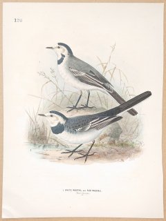 1871年 Dresser ヨーロッパ鳥類史 Pl.126 セキレイ科 タイリクハクセキレイ White Wagtail ホクオウハクセキレイ Pied Wagtail 冬羽