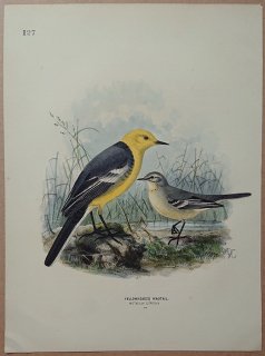 1871年 Dresser ヨーロッパ鳥類史 Pl.127 セキレイ科 セキレイ属 キガシラセキレイ Yellowheaded Wagtail