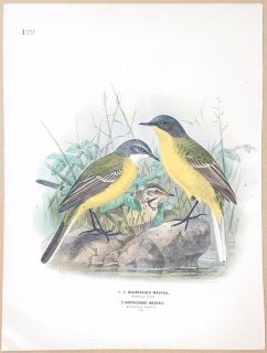 1871ǯ Dresser 衼åĻ Pl.129 쥤 ĥʥ쥤 Blueheaded Wagtail ĥʥ쥤 Greyheaded Wagtail