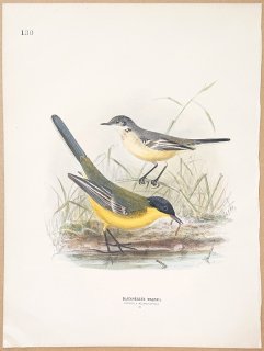 1871年 Dresser ヨーロッパ鳥類史 Pl.130 セキレイ科 セキレイ属 ニシツメナガセキレイ Blackheaded Wagtail